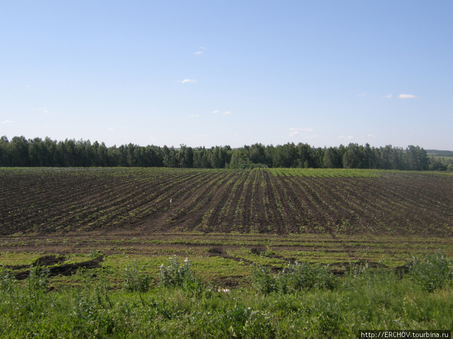 Поле, русское поле Орловская область, Россия