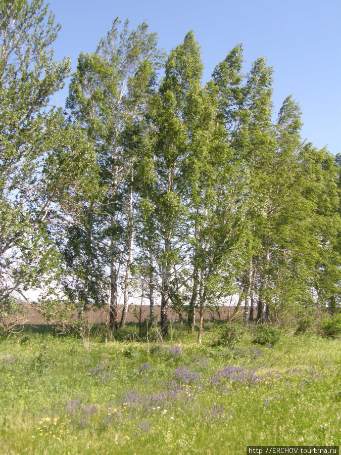 Поле, русское поле Орловская область, Россия