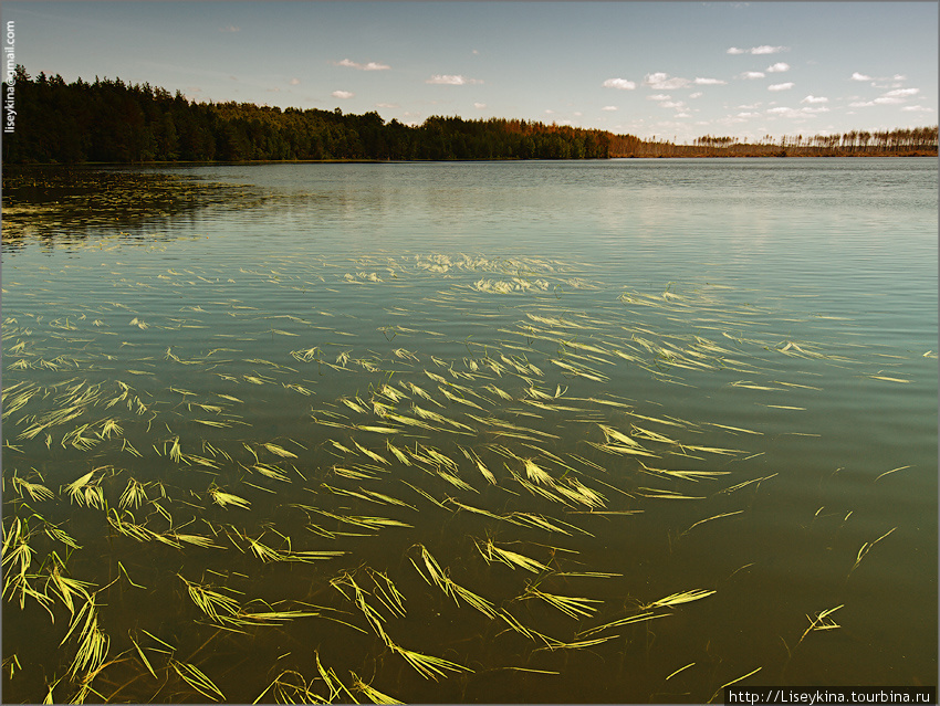 Озеро Ласковское Рязанская область, Россия