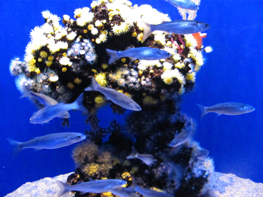 В океанариуме Palma Aquarium