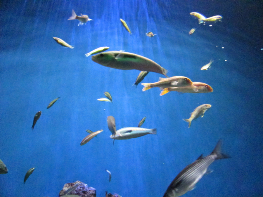В океанариуме Palma Aquarium