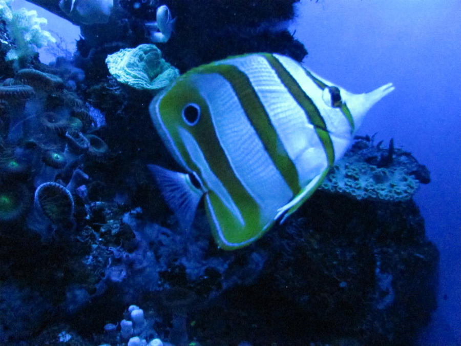 В океанариуме Palma Aquarium Пальма-де-Майорка, остров Майорка, Испания
