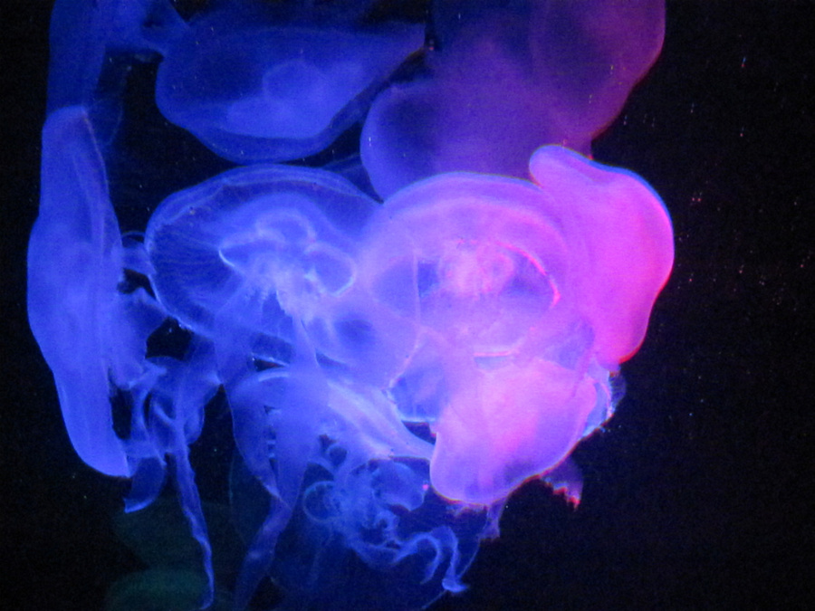 Медузы сплелись в танце Пальма-де-Майорка, остров Майорка, Испания