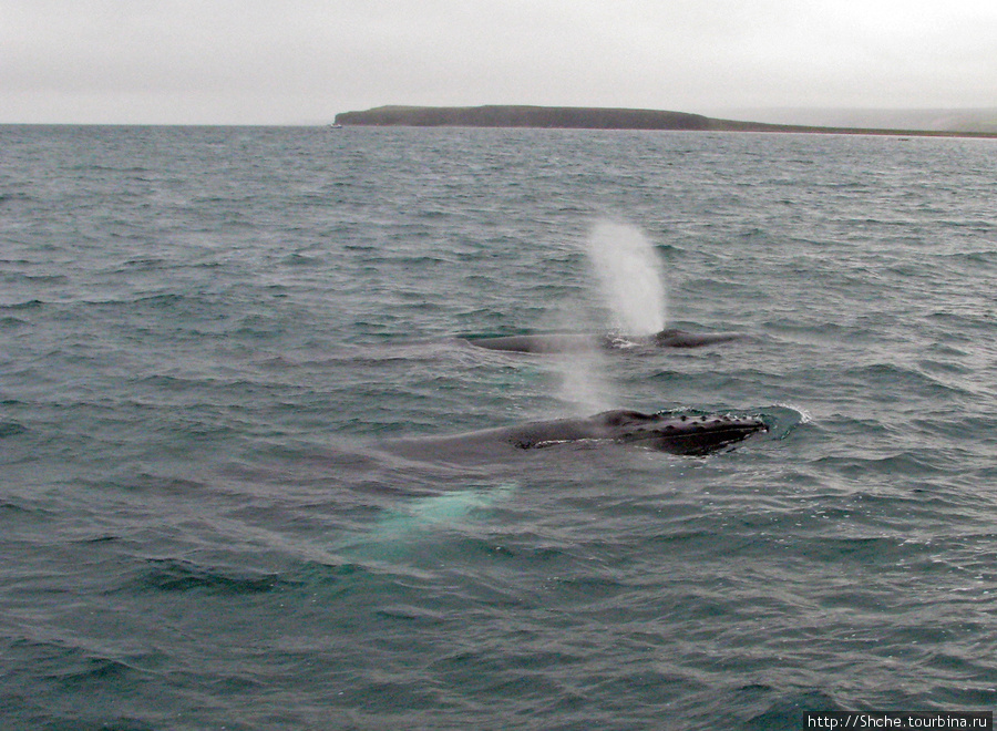 Удачная фотоохота на китов в бухте Хусавик