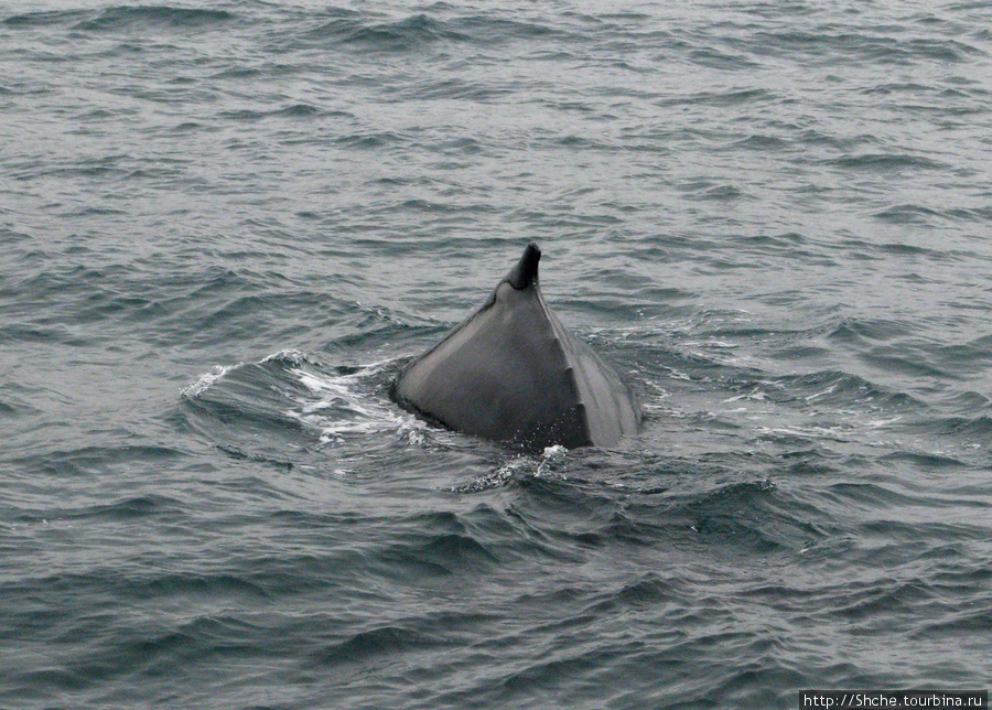 Удачная фотоохота на китов в бухте Хусавик