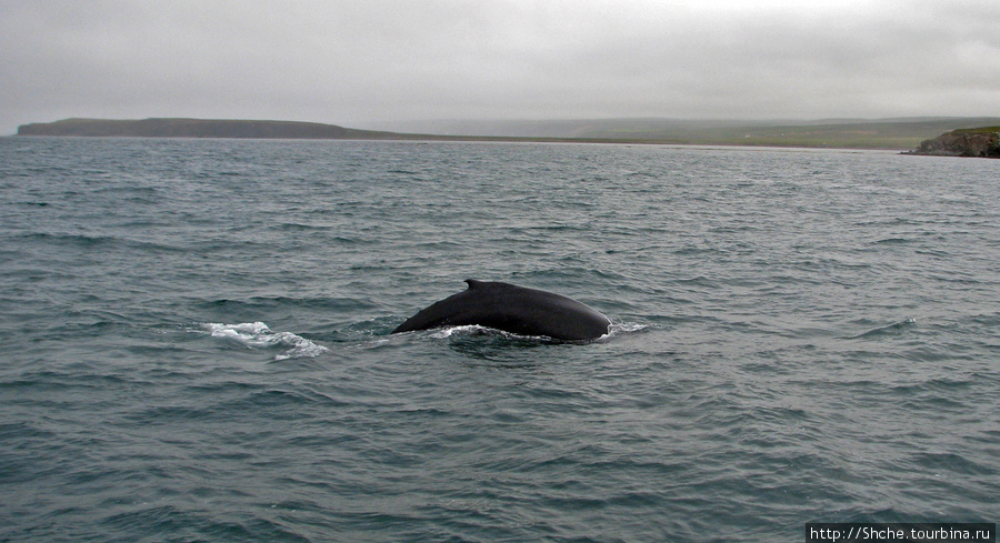 Удачная фотоохота на китов в бухте Хусавик Хусавик, Исландия