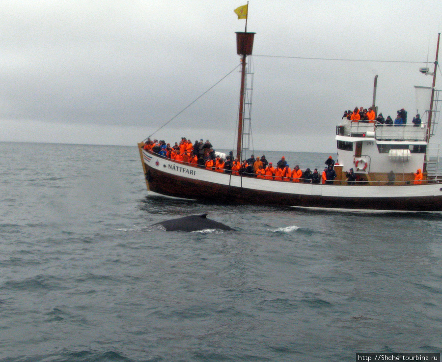 Удачная фотоохота на китов в бухте Хусавик Хусавик, Исландия