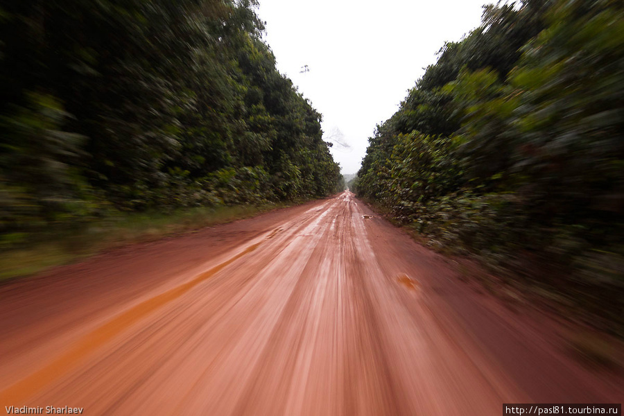 Но знаки знаками, а водители спешат. И мы мчимся сквозь тропические джунгли, сквозь лес Ивокрама, заповедник и национальный парк. Гайана