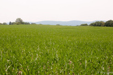 Местность — кукурузные поля с горами вдалеке