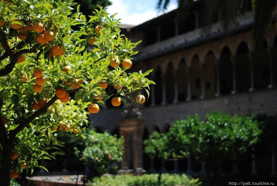 Апельсиновое дерево Барселона, Испания