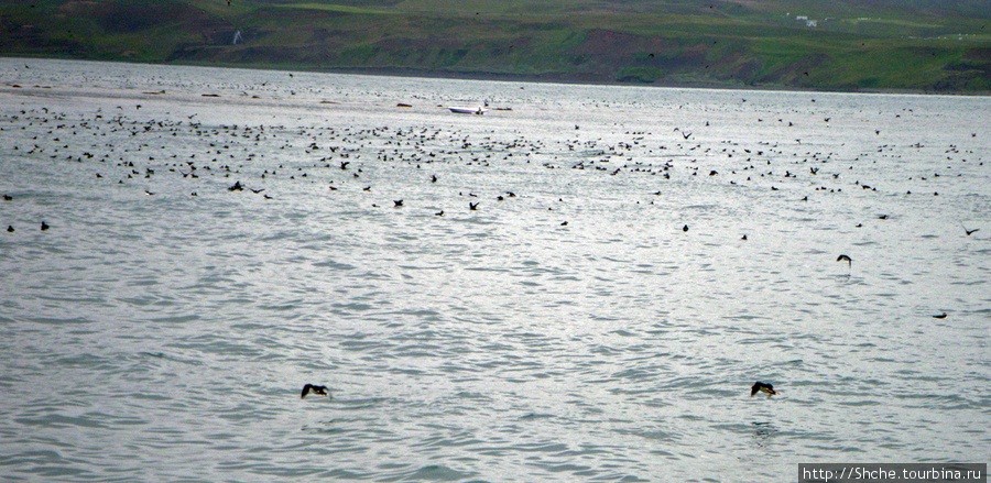 Тупики — паффины (puffin) в бухте Хусавик. Птичек...жалко Хусавик, Исландия