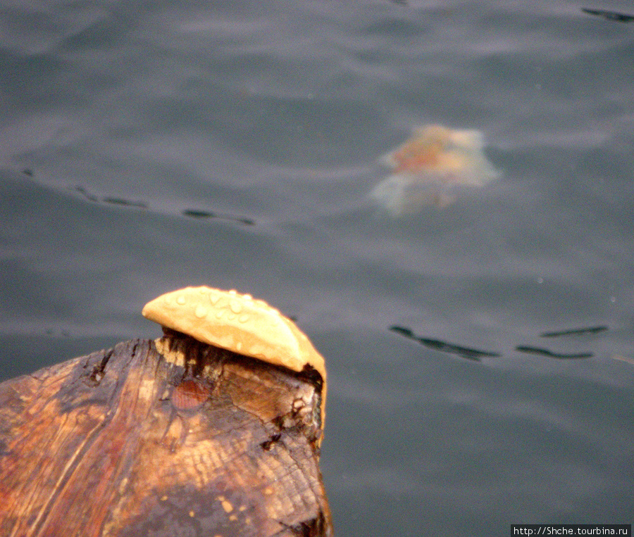 А на носу корабля нарисовалась красивая медуза Хусавик, Исландия