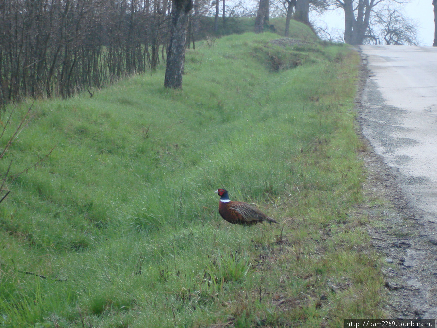 вот просто на дороге гуляют фазаны Южноморавский край, Чехия