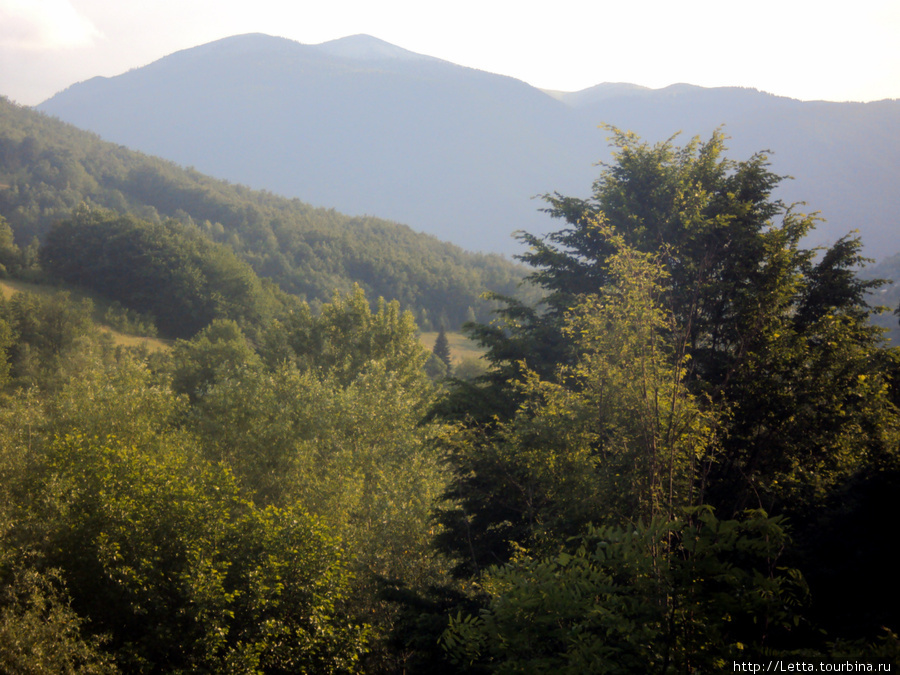 Черногорские леса Черногория