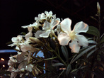 Цветы в Баре