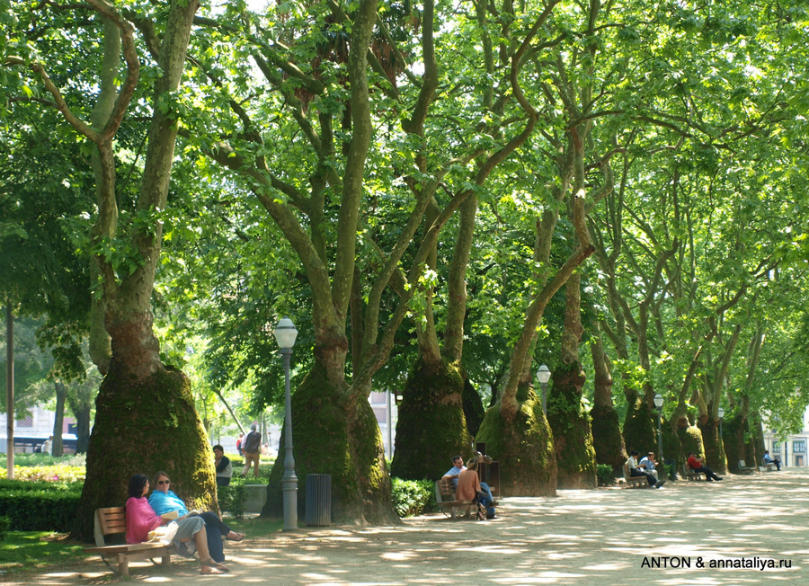 Странные деревья в городском парке Порту, Португалия