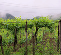 Так растет виноград Хванчкара,и только здесь он растет.Это деревня Хванчкара.