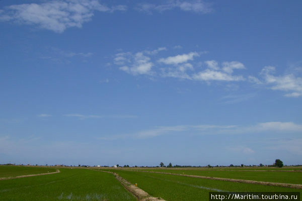 Рисовые поля Дельты. Дельтебре, Испания