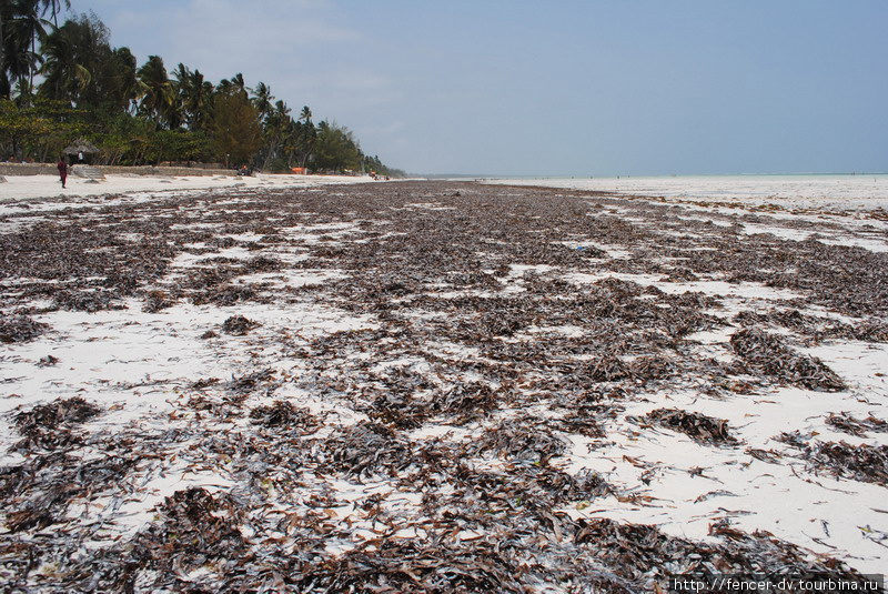 Вот так выглядит пляж во время отлива. Можно просто ходить и собирать водоросли. Остров Занзибар, Танзания