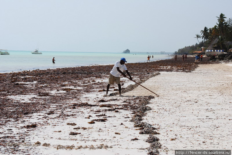 Сотрудники отеля очищают пляжи, а местные жители охотно уносят водоросли Остров Занзибар, Танзания