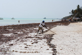 Сотрудники отеля очищают пляжи, а местные жители охотно уносят водоросли