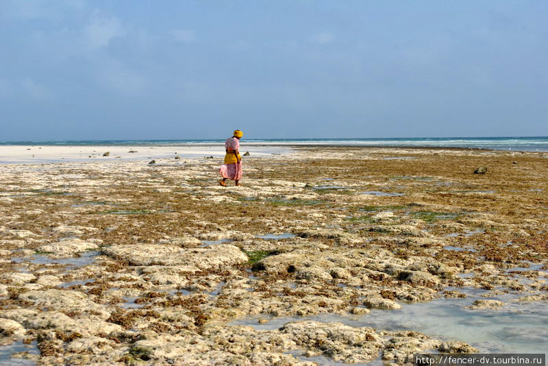 Девушка идет за водорослями Остров Занзибар, Танзания