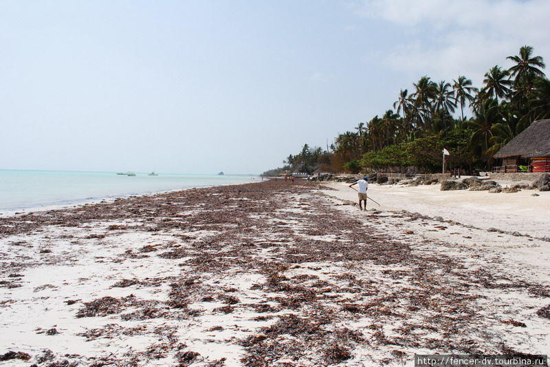Остров водорослей Остров Занзибар, Танзания