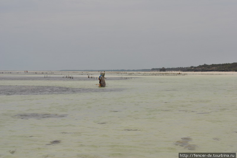 Остров водорослей Остров Занзибар, Танзания