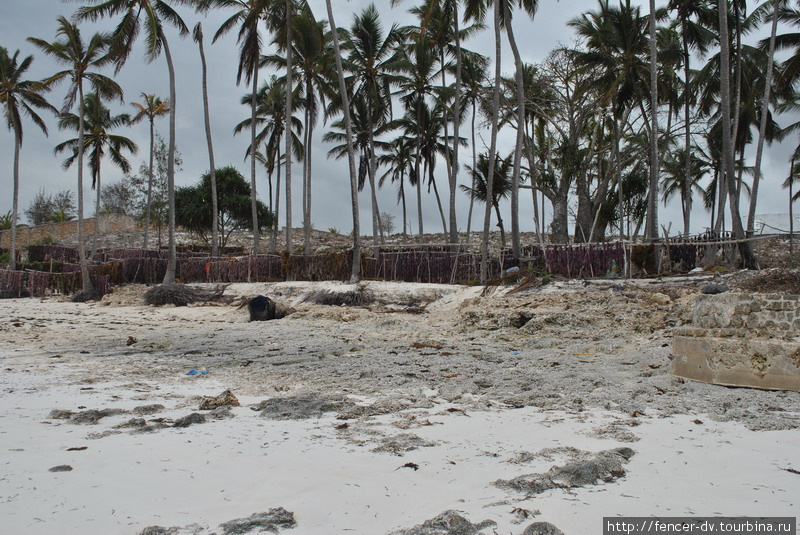 Собранные водоросли высушивают Остров Занзибар, Танзания