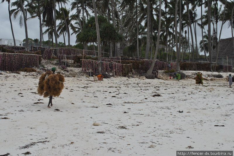 Сборщица с полным грузом Остров Занзибар, Танзания