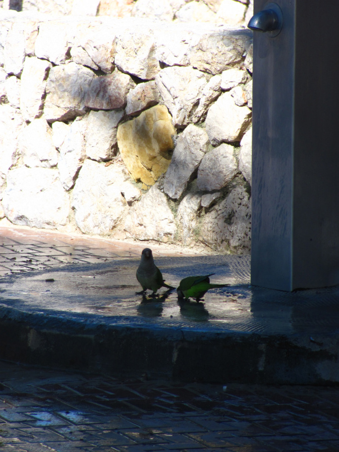 Попугаи похожи на волнистых, только раза в два больше. Санта-Понса, остров Майорка, Испания