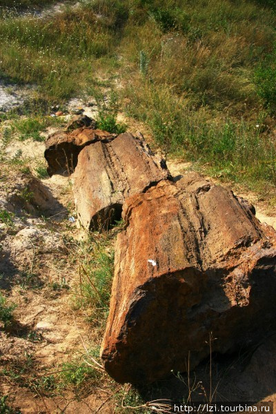 Каменные деревья возрастом в 250 млн лет