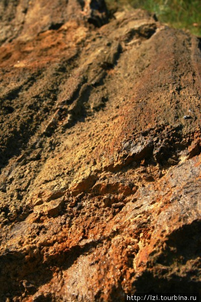 Каменные деревья возрастом в 250 млн лет Алексеево-Дружковка, Украина