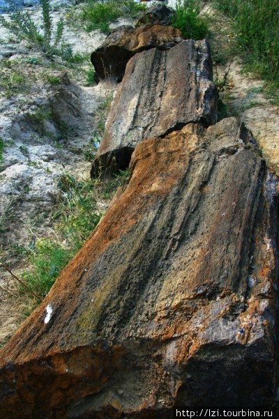 Каменные деревья возрастом в 250 млн лет Алексеево-Дружковка, Украина