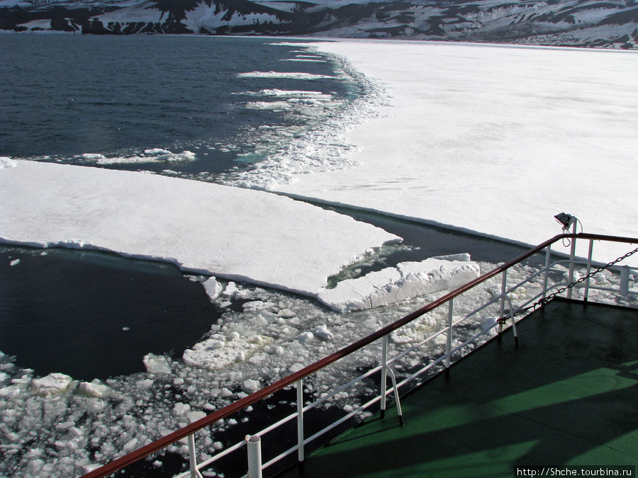 Минут 20 мы наблюдали, как корабль на малом ходу таранит лед, толщиной до полуметра.. Остров Десепшн, Антарктида