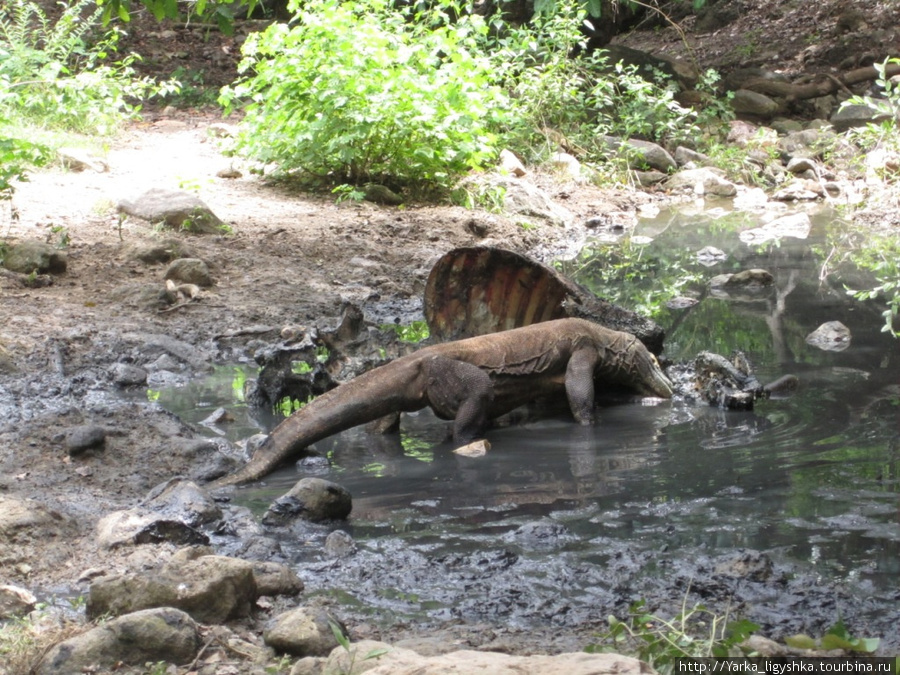 Варан ест буйвола, которого убил 3 дня назад. Ринча Комодо Национальный Парк, Индонезия
