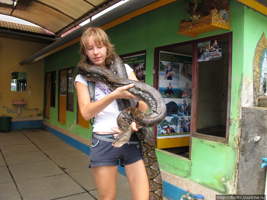 Рядом с озером, прямо у дороги — микро-зоопарк, где за $5 можно потрогать зверей Данау-Братан, Индонезия