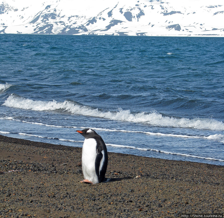 на месте высадки уже ожидали другие пингвины Остров Десепшн, Антарктида