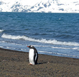 на месте высадки уже ожидали другие пингвины