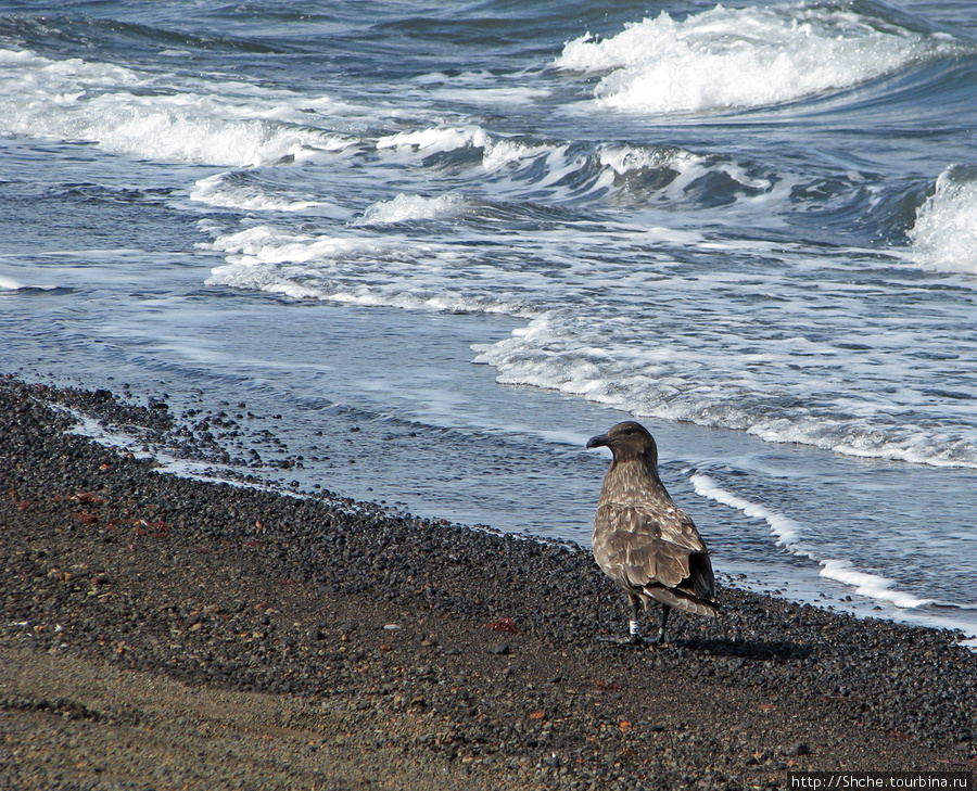 А эта хищная чайка оказалась окольцована Остров Десепшн, Антарктида