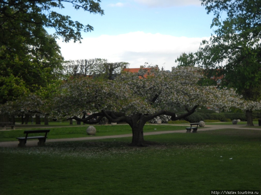 Цветение весны Копенгаген, Дания