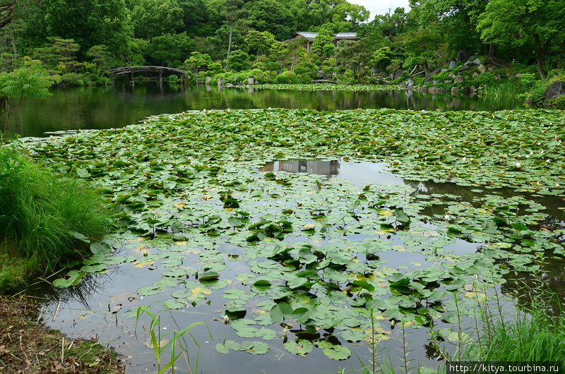 Лето в саду Сёсэй-эн Киото, Япония