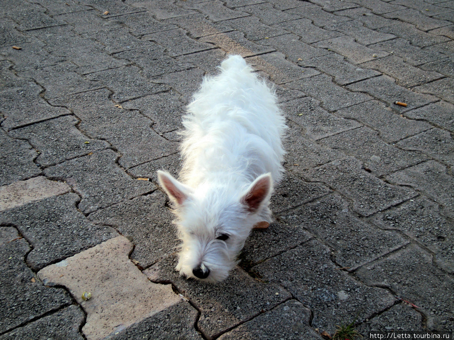 Собака без девочки Бар, Черногория