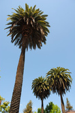 Калифорнийские пальмы имеют почти идеальную шарообразную форму