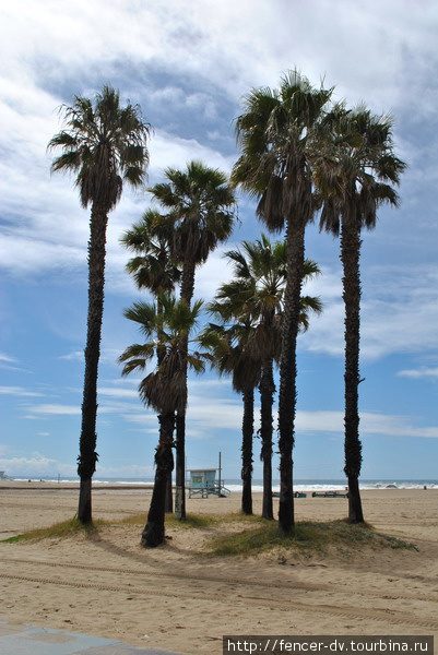 Калифорнийские пальмы Штат Калифорния, CША
