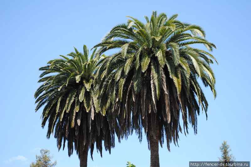 Калифорнийские пальмы Штат Калифорния, CША