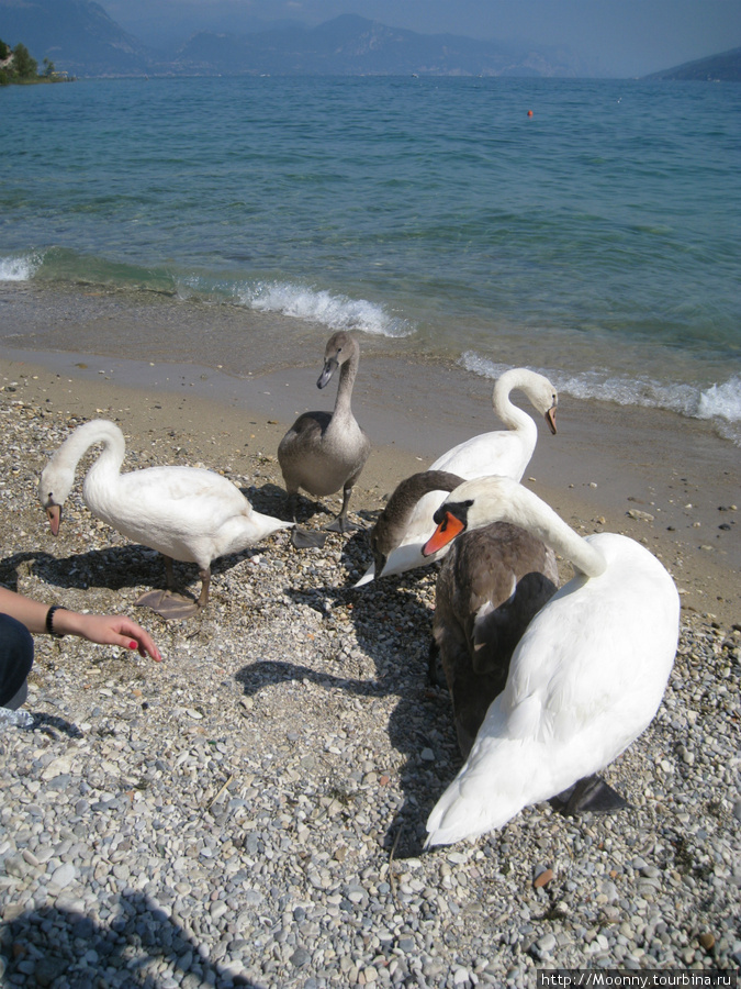 Это у них на озере вместо голубей Гарда, Италия