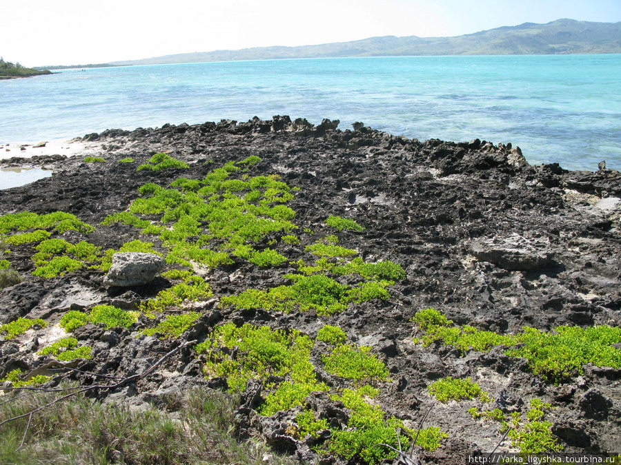 Старая обветренная лава Порт-Матурин, остров Родригес, Маврикий