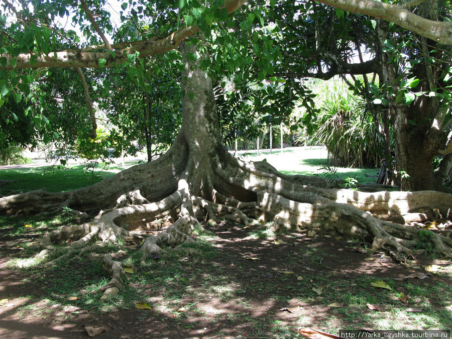 Необычное дерево в ботаническом саду Памплемуса Флик-ан-Флак, Маврикий