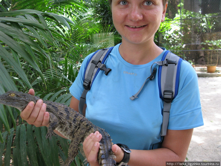 Обтискивание мелкого крокодила Флик-ан-Флак, Маврикий